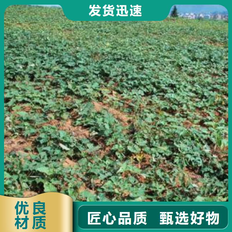 商薯19大量苗子