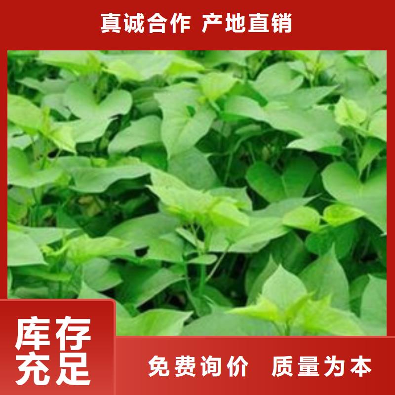 商薯19品牌廠家價格優(yōu)惠