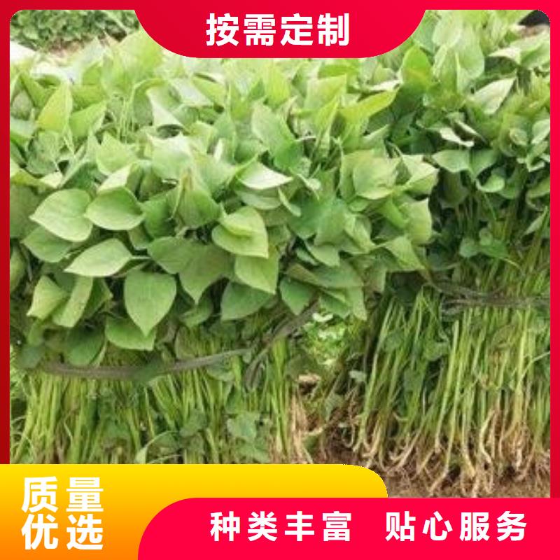濟薯26管理方式