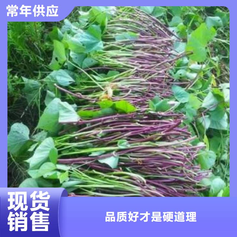 定做商薯19的公司