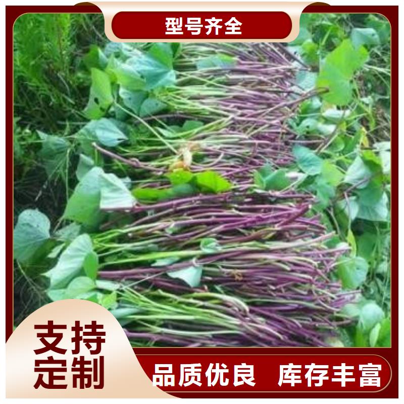 商薯19價格優(yōu)勢大