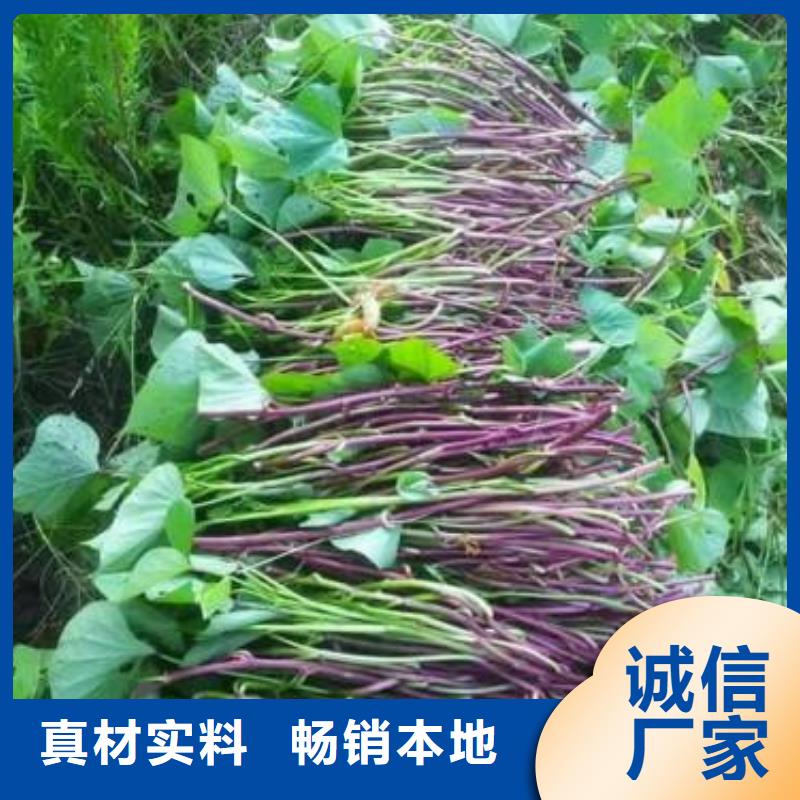 商薯19工廠直銷