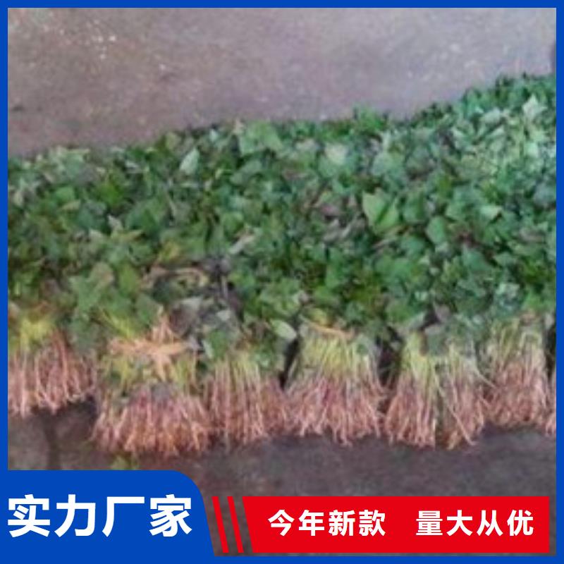 商薯19企業-值得信賴