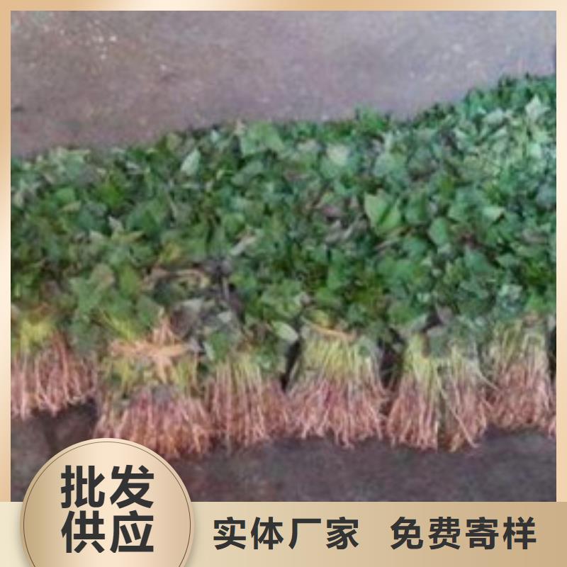 商薯19多年种植经验