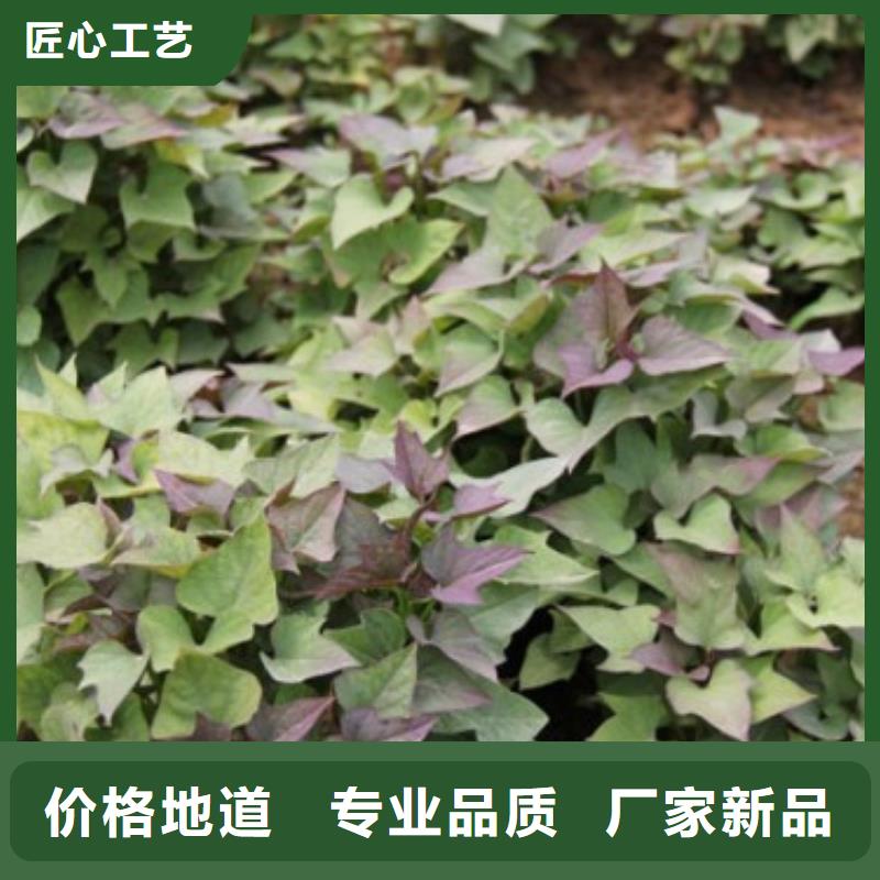 商薯19廠家聯系方式商薯19廠家