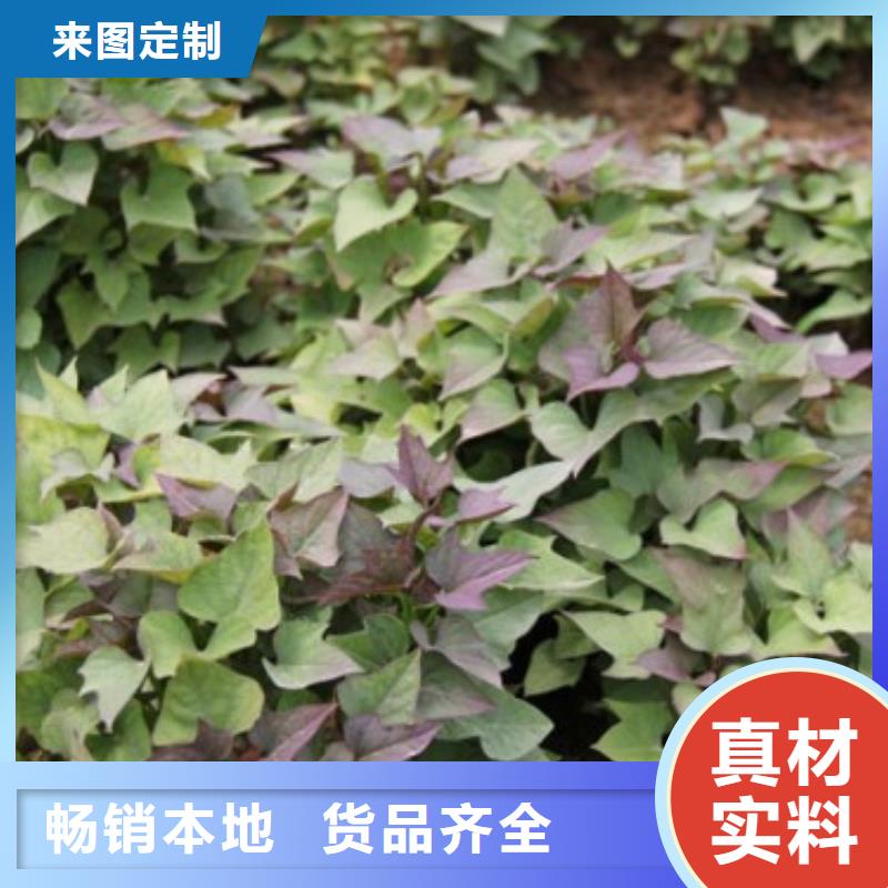 商薯19-商薯19歡迎選購