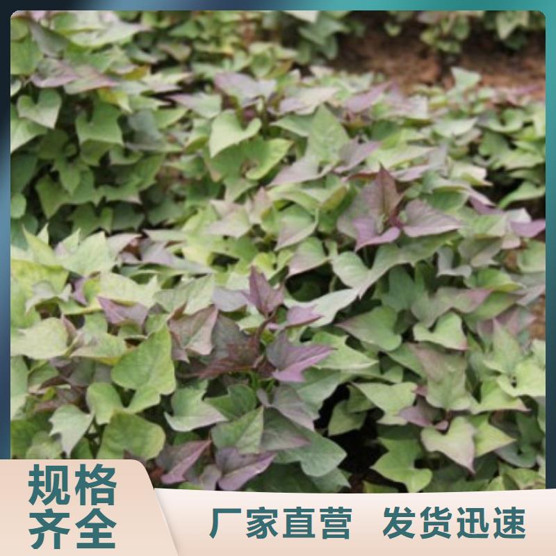 商薯19廠家批發價-讓您滿意