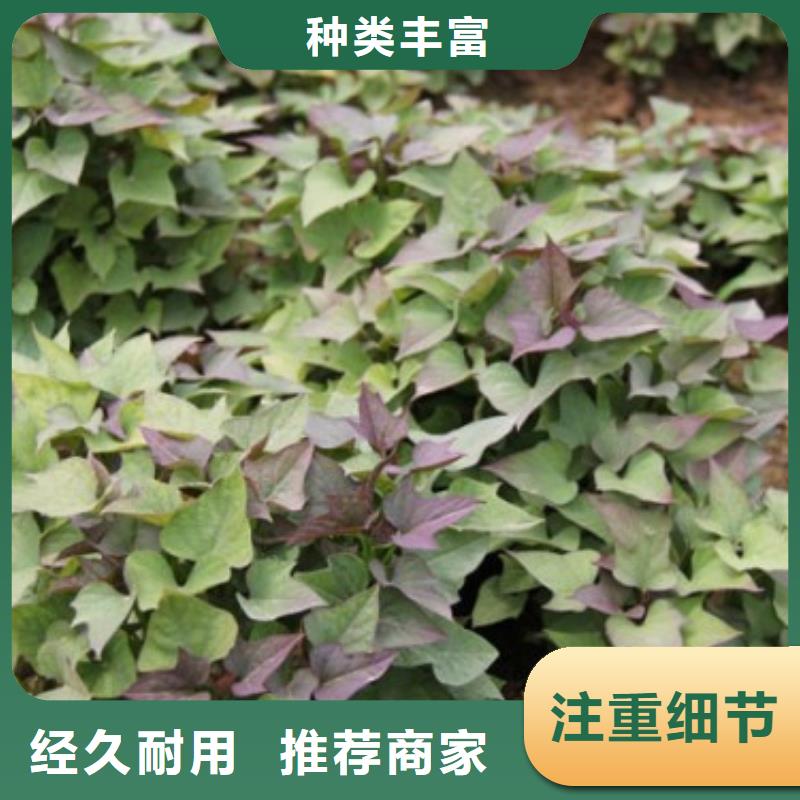 商薯19價格優(yōu)勢大