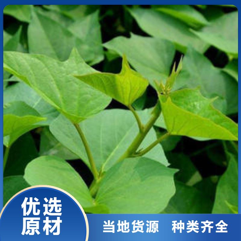 商薯19-按需定制