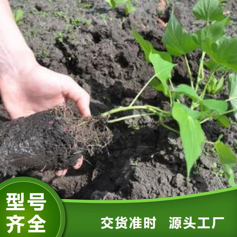 信譽好的商薯19廠家_質量保證