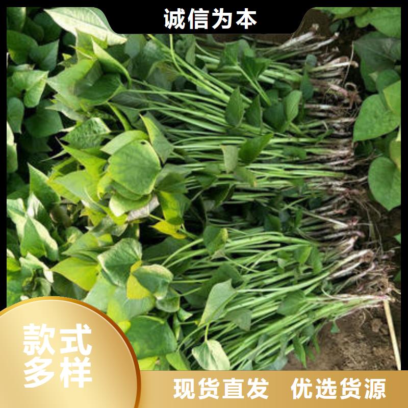 為您提供商薯19廠家