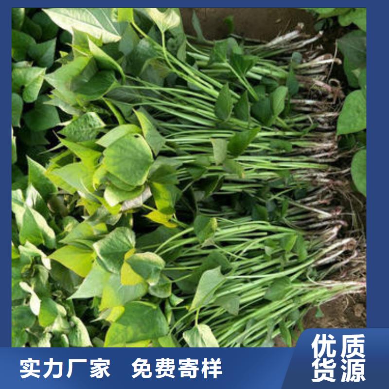 商薯19-實體廠家質量放心