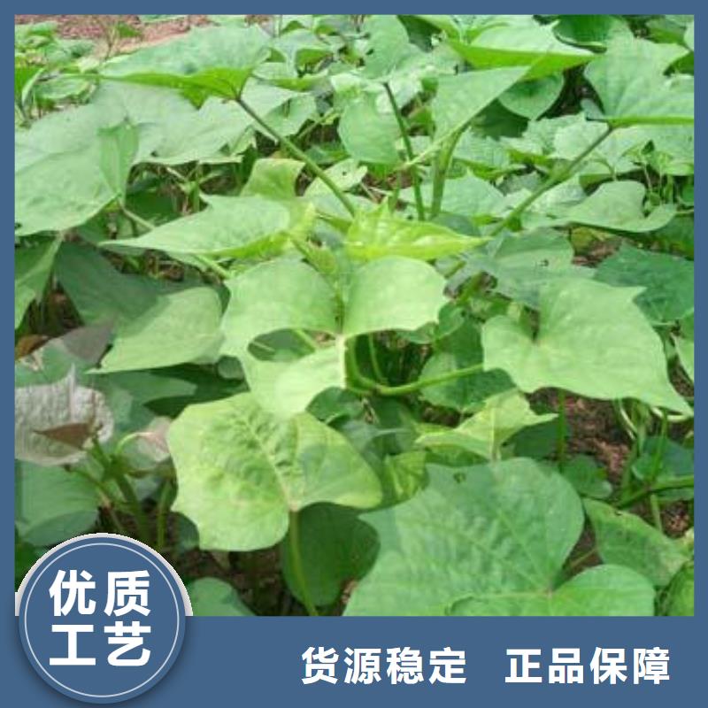 商薯19現(xiàn)貨供應(yīng)