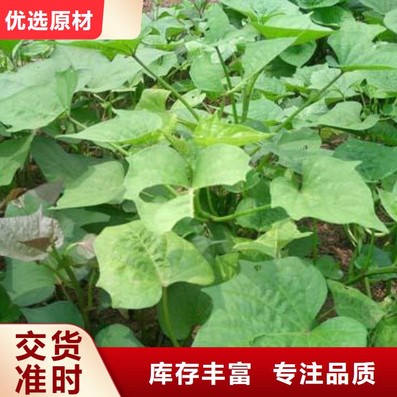 紅薯苗大量苗子