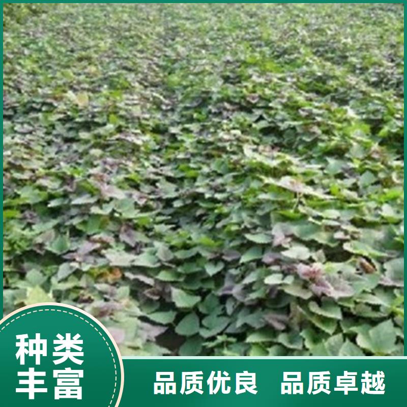 商薯19隨時發貨快