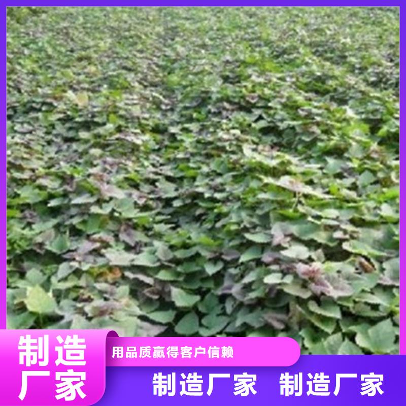 商薯19采購找口碑廠家