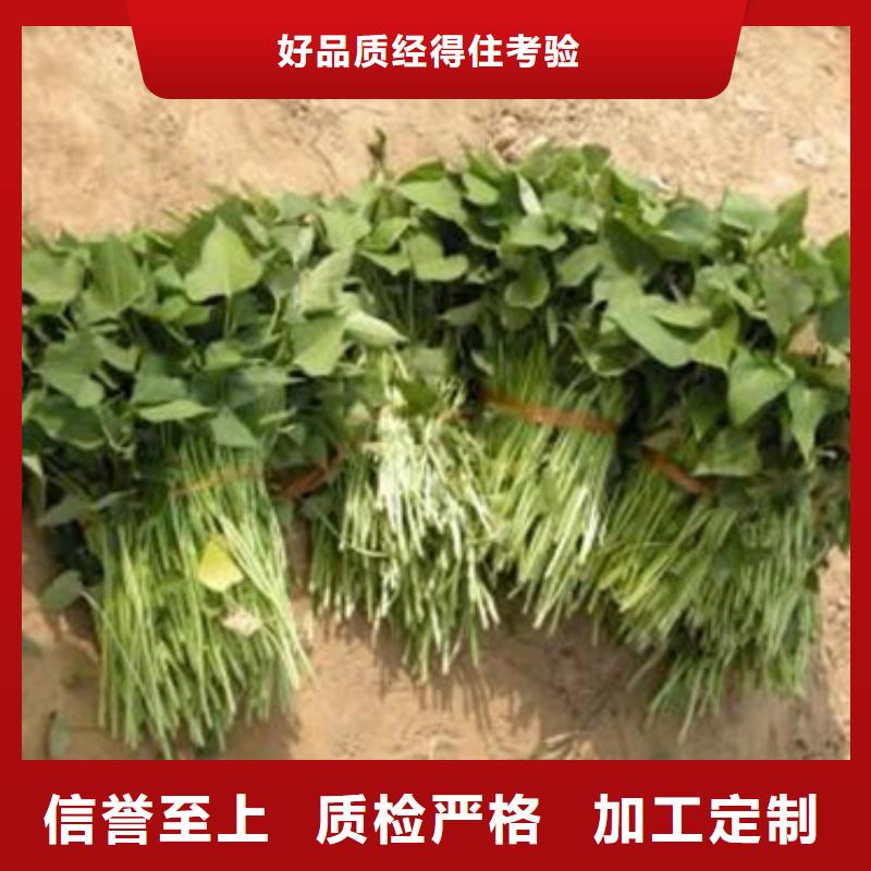 商薯19誠信經營