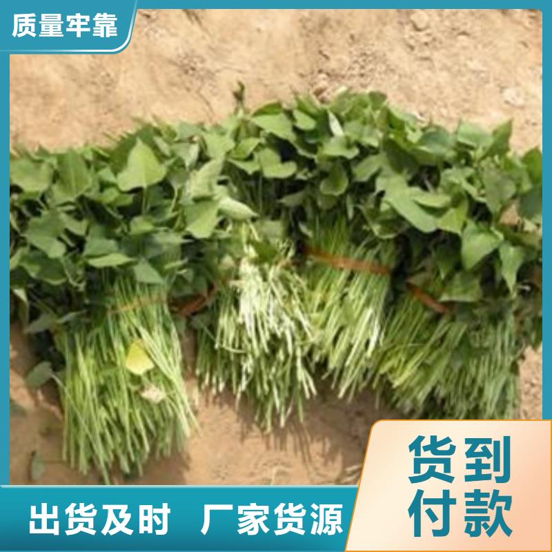 紅薯苗歡迎實地考察