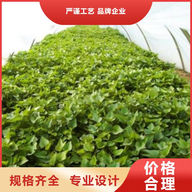 红薯苗价格优惠