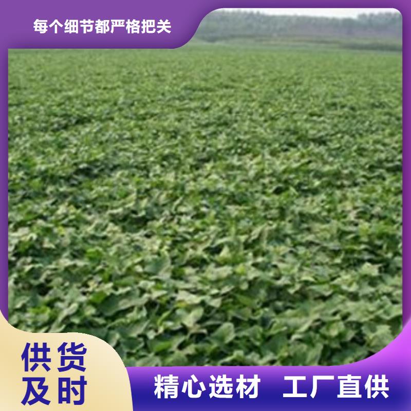 買商薯19認準樂農食品有限公司