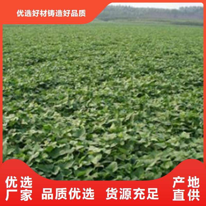 定做商薯19的公司