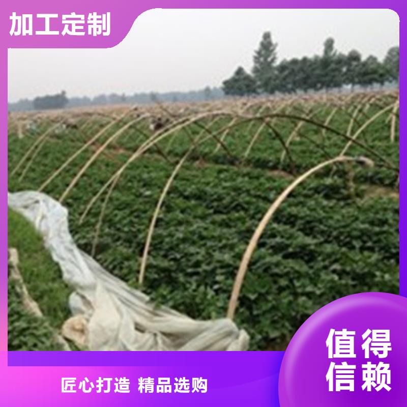 商薯生產(chǎn)公司