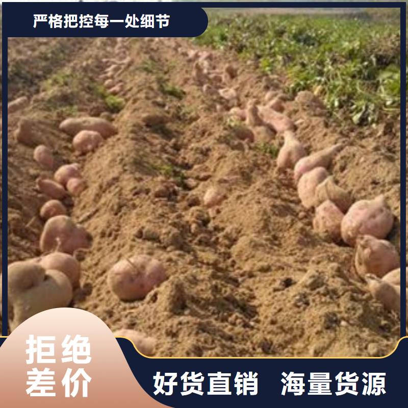 商薯19驗貨合格把實惠留給您