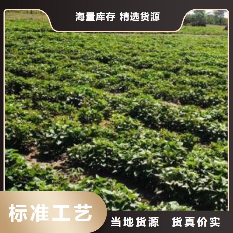 生產商薯19的銷售廠家