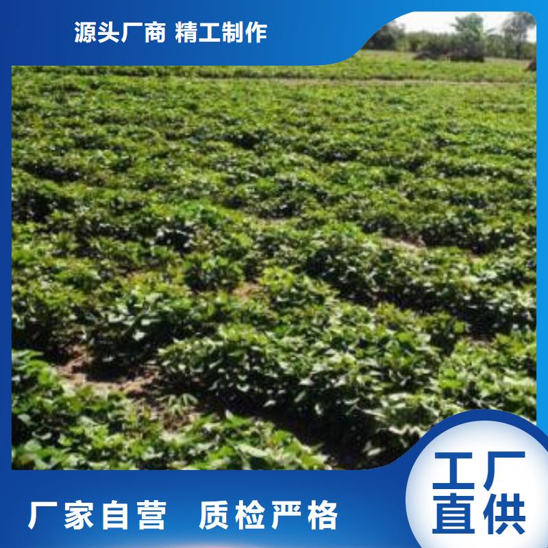 誠(chéng)信供應(yīng)商薯19的廠家