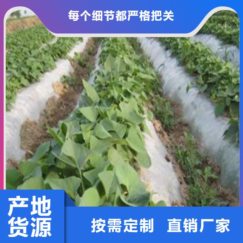 新聞：商薯19生產(chǎn)廠家