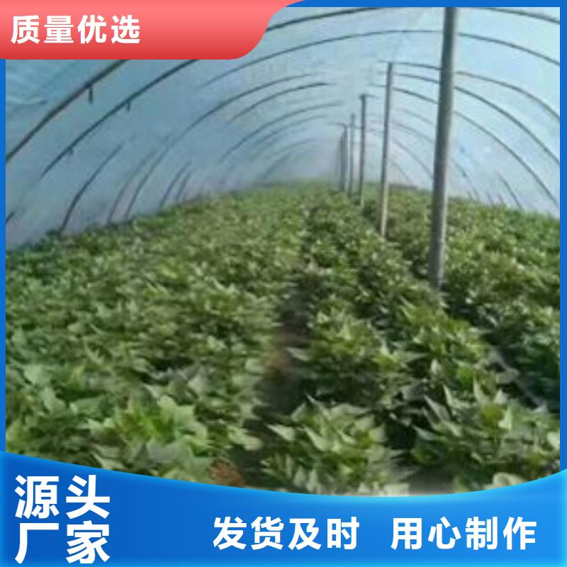 商薯19实力厂家，让您放心质量安心