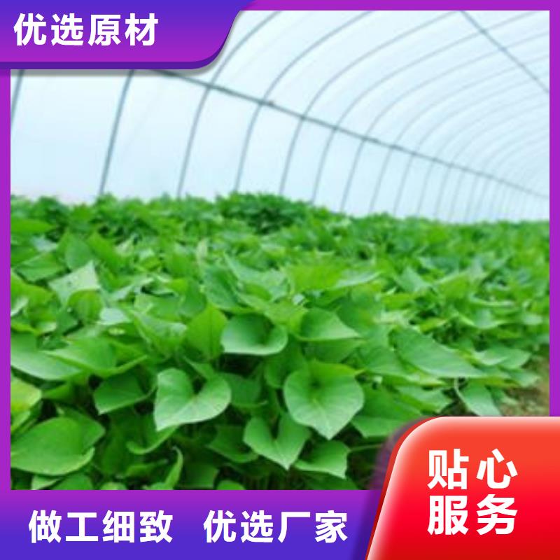 濟(jì)薯26熱賣中