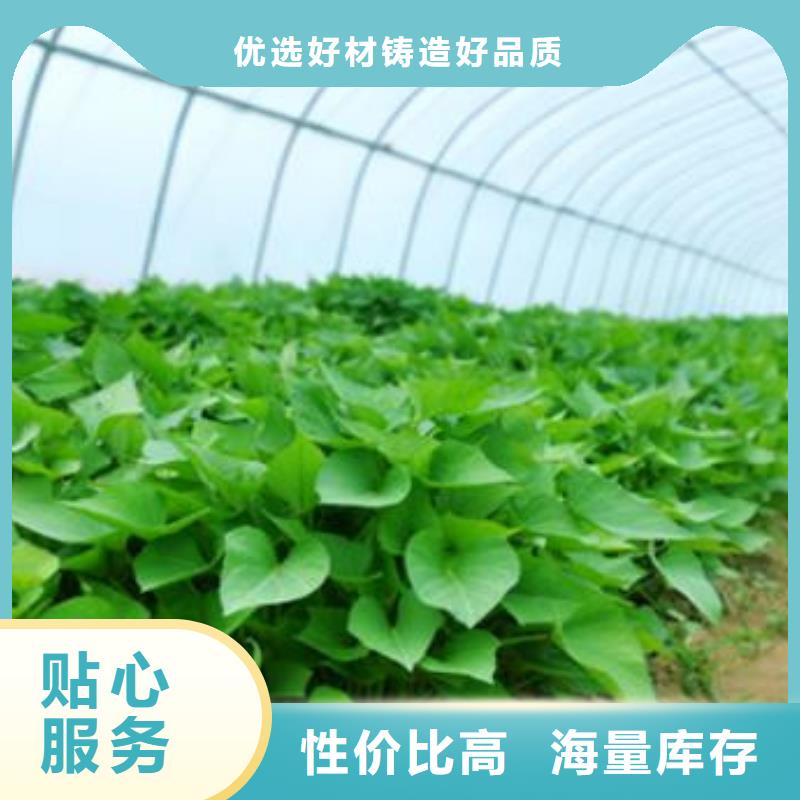 紅薯苗免費指導栽培