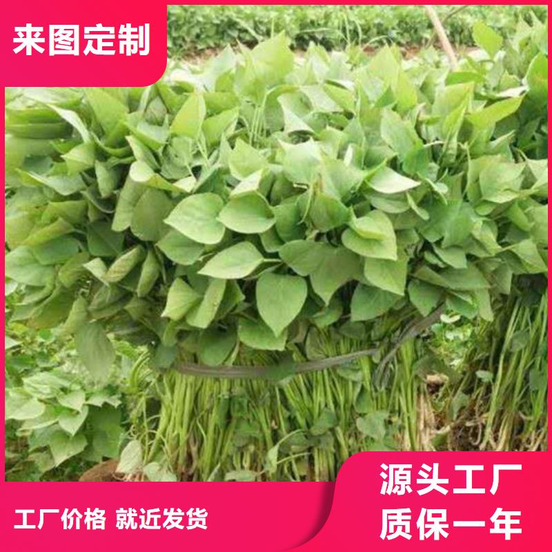 商薯19示范園