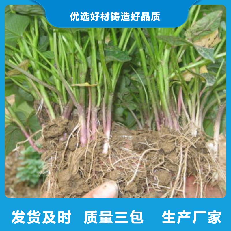 紅薯苗成活率高