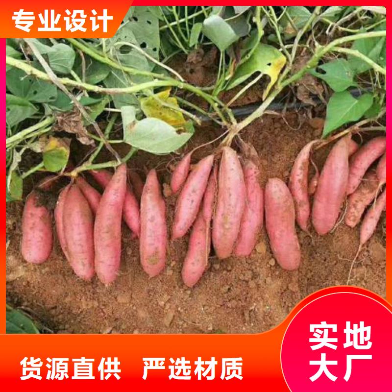 濟薯26天天低價