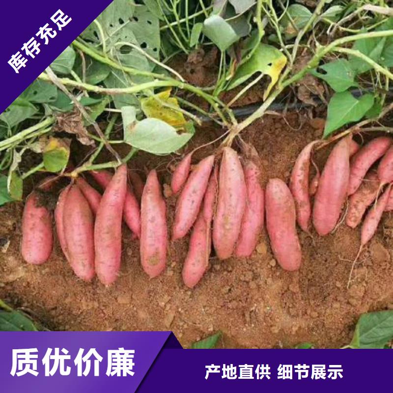 紅薯苗自產自銷
