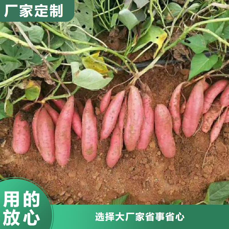 濟(jì)薯26品種繁多