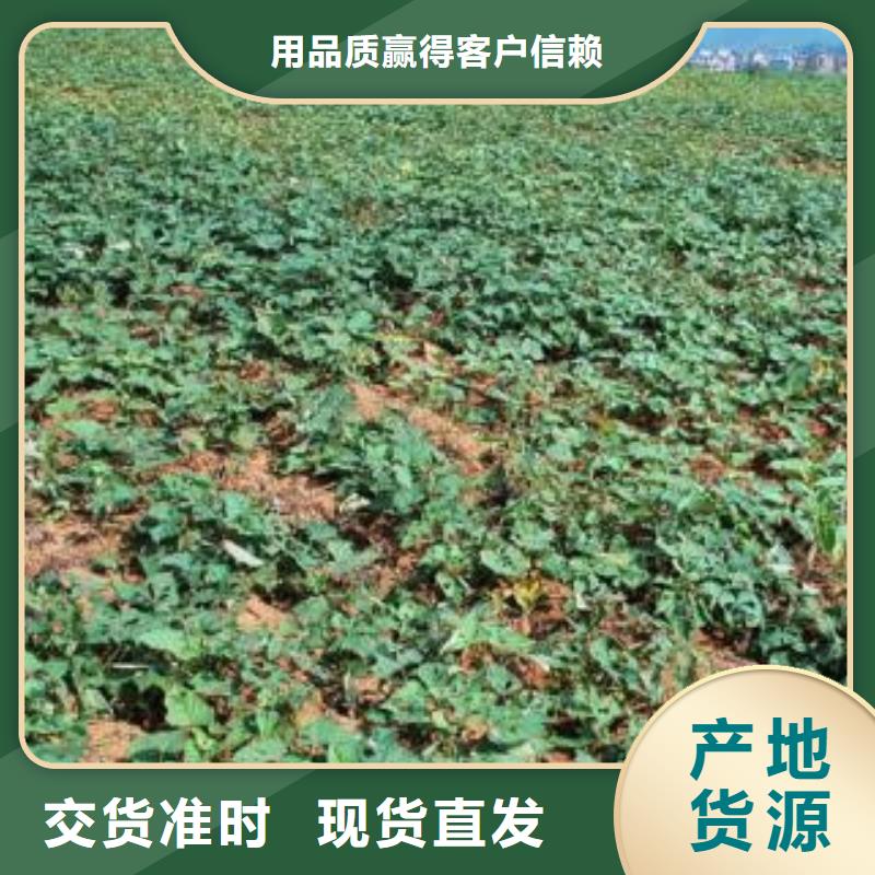 購買濟(jì)薯26滿意后付款