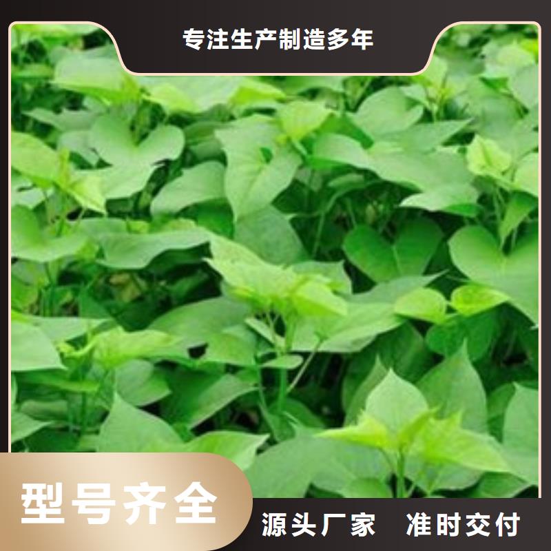 濟薯量大價格從優
