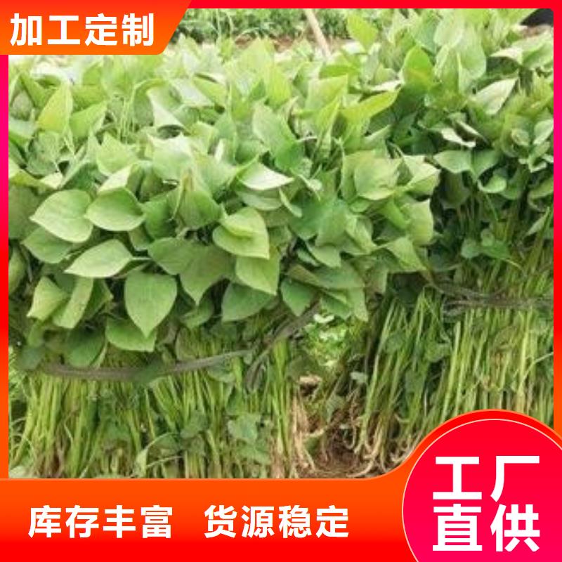 商薯19示范園