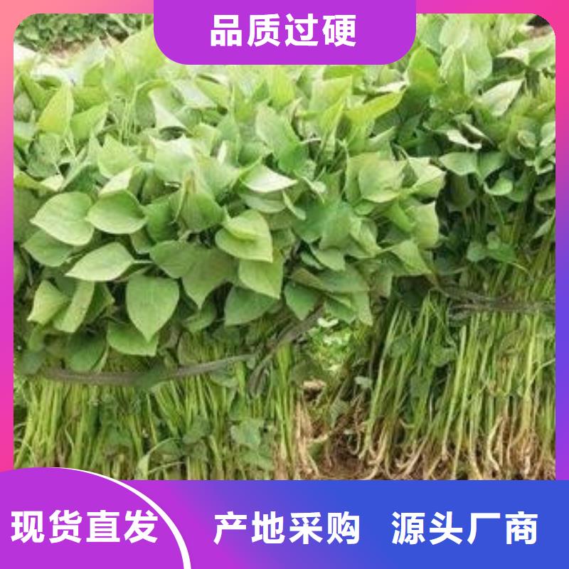 專業(yè)銷售濟(jì)薯26-放心