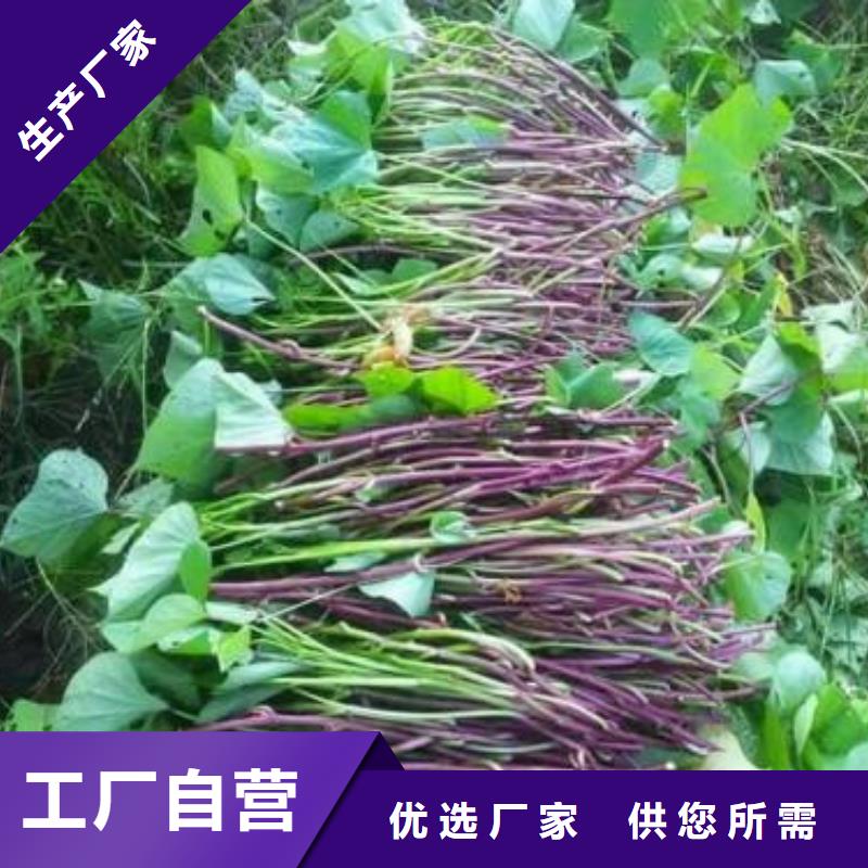 紅薯苗自產(chǎn)自銷