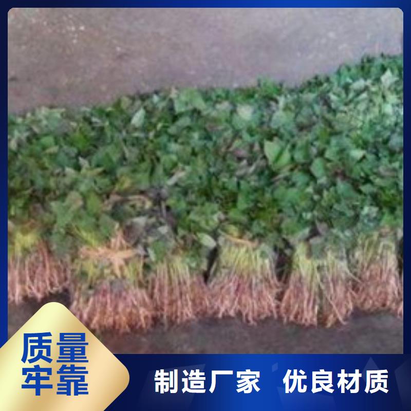 商薯19誠信經營