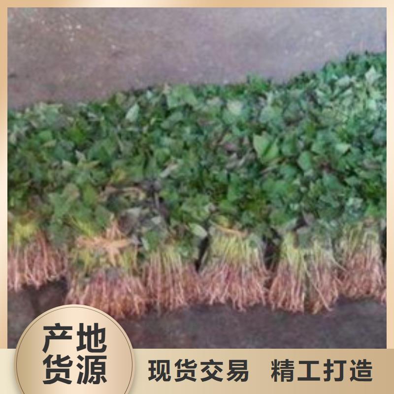 红薯苗现挖现卖