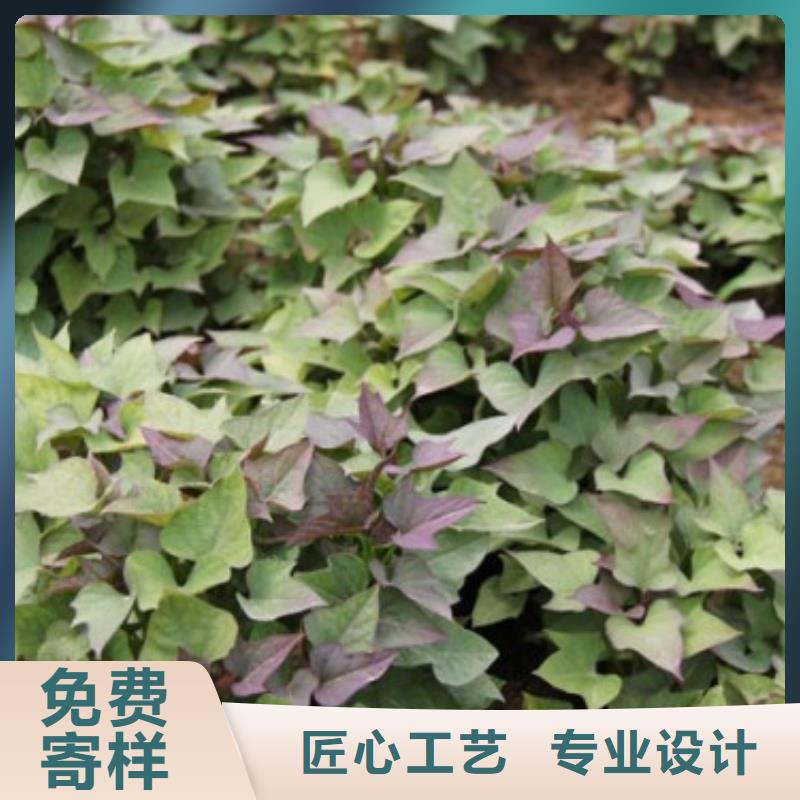 紅薯苗價優(yōu)保真