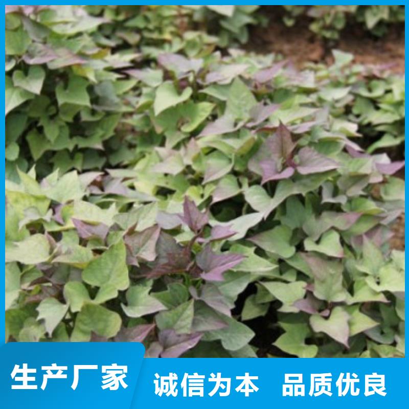 濟(jì)薯26熱賣中
