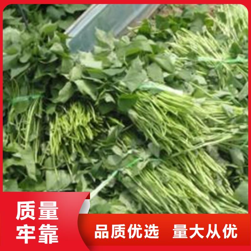 發貨速度快的濟薯26供貨商