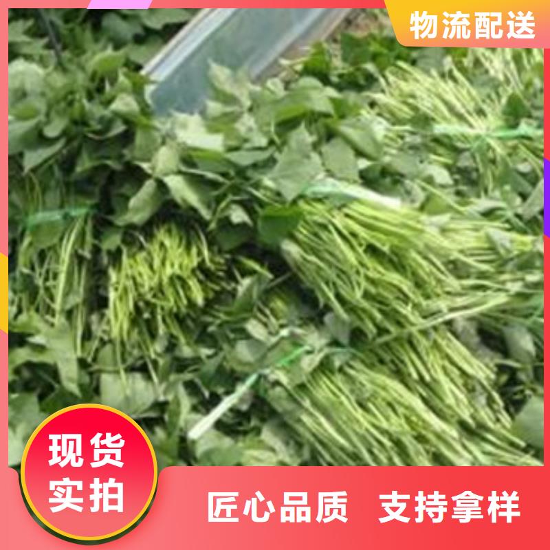 濟(jì)薯26品種繁多