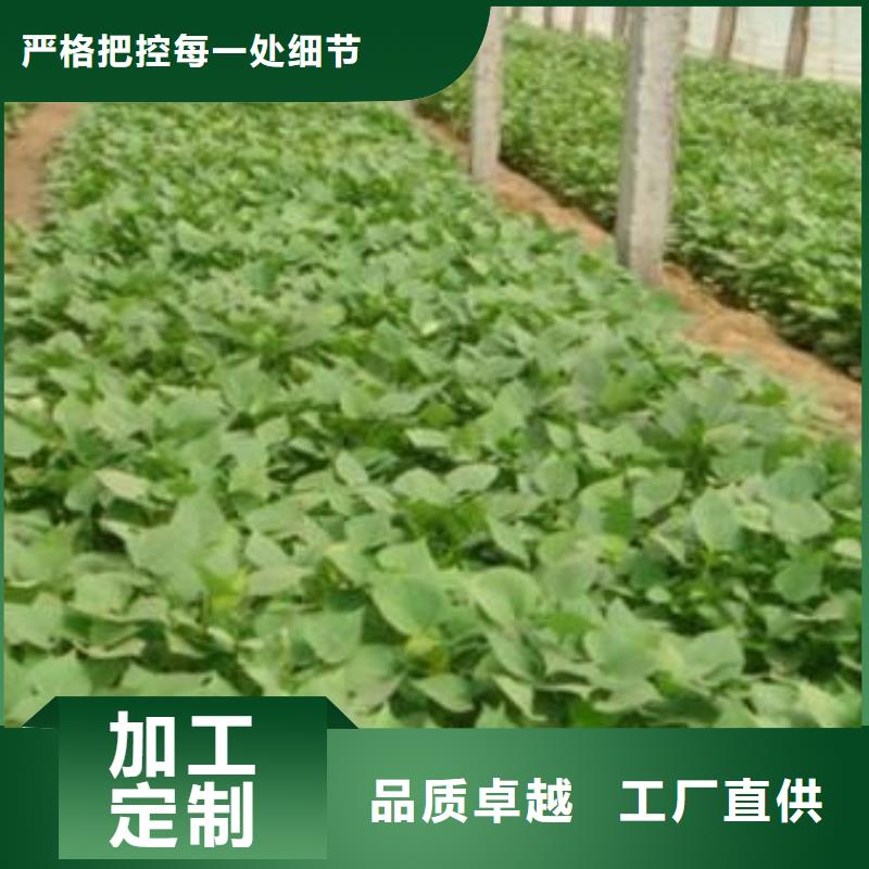 紅薯苗成活率高